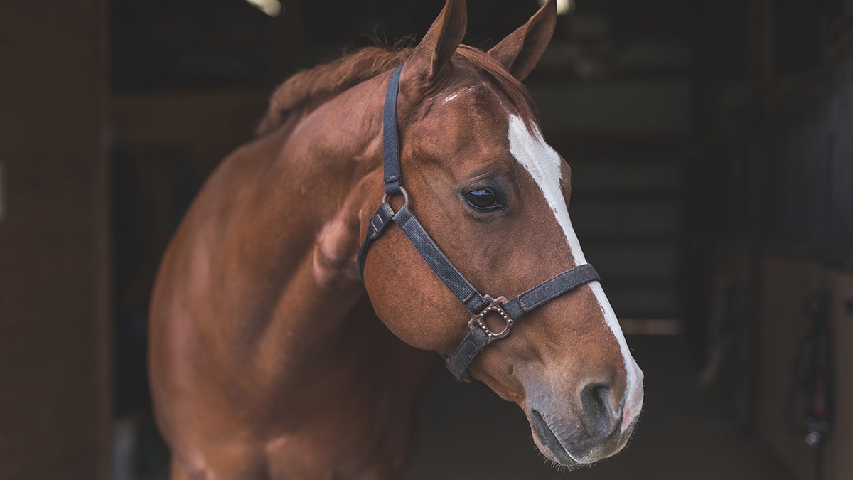 horse with halter on