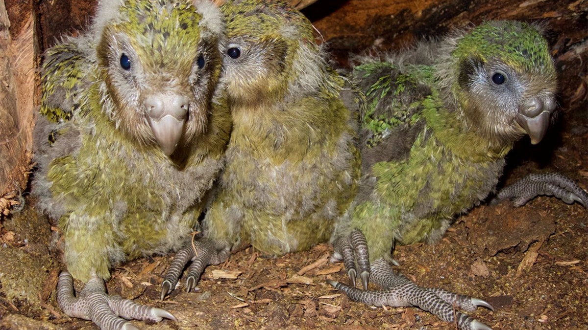 Rare Kakapo parrot produces strong breeding season, scientists say