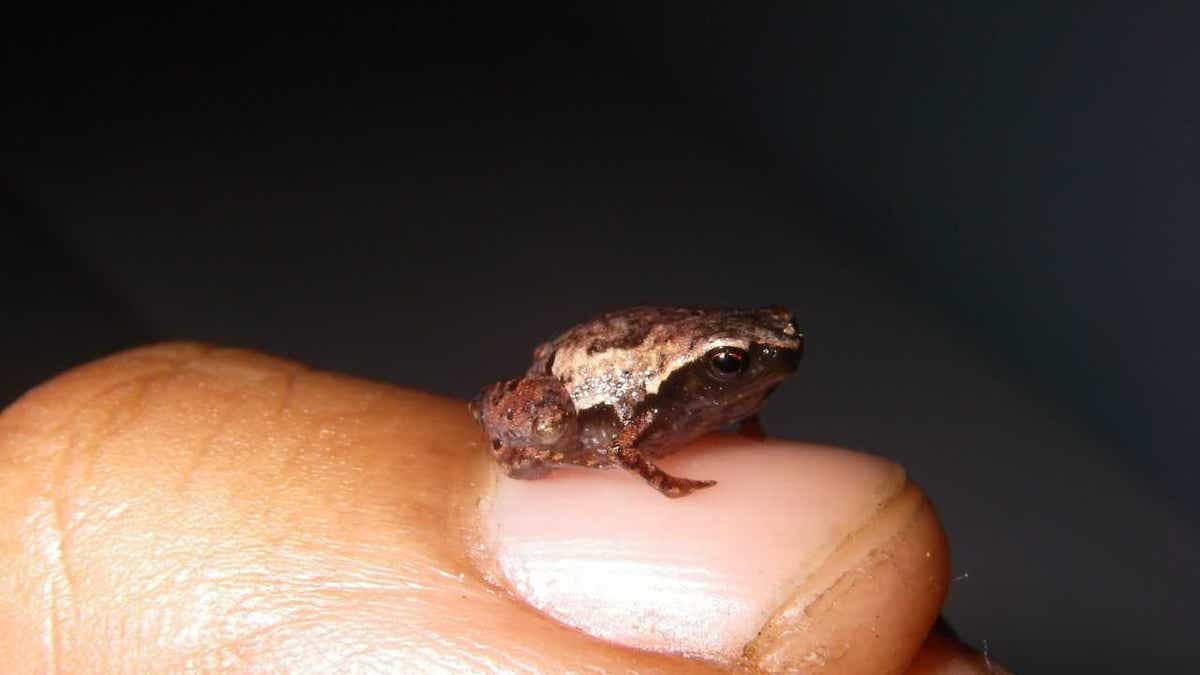 worlds smallest frog