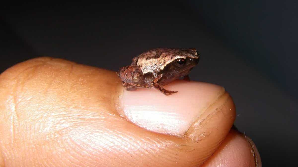 New species of tiny frogs discovered in Madagascar