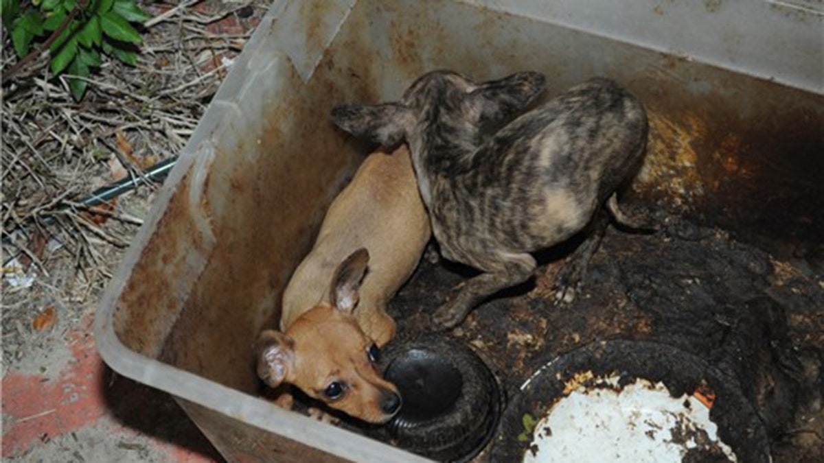 Puppies discovered living in their own feces inside a Florida home that was filled with trash, urine, and feces.