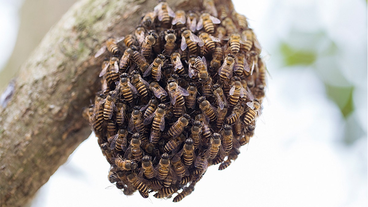 A swarm of honeybees can be frightening to some. (iStock)