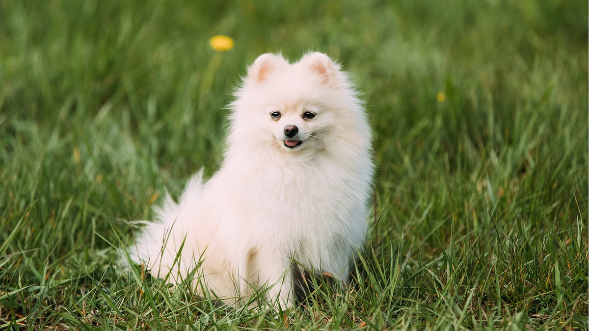 white Pomeranian