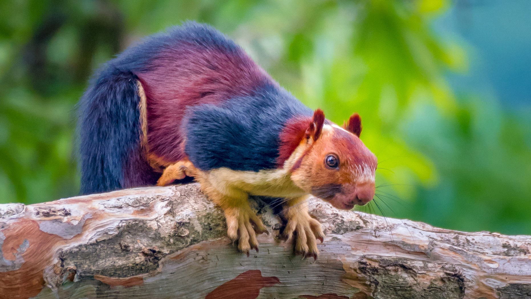 https://a57.foxnews.com/static.foxnews.com/foxnews.com/content/uploads/2019/04/1862/1048/multi-colored-squirrel-1.jpg?ve=1&tl=1