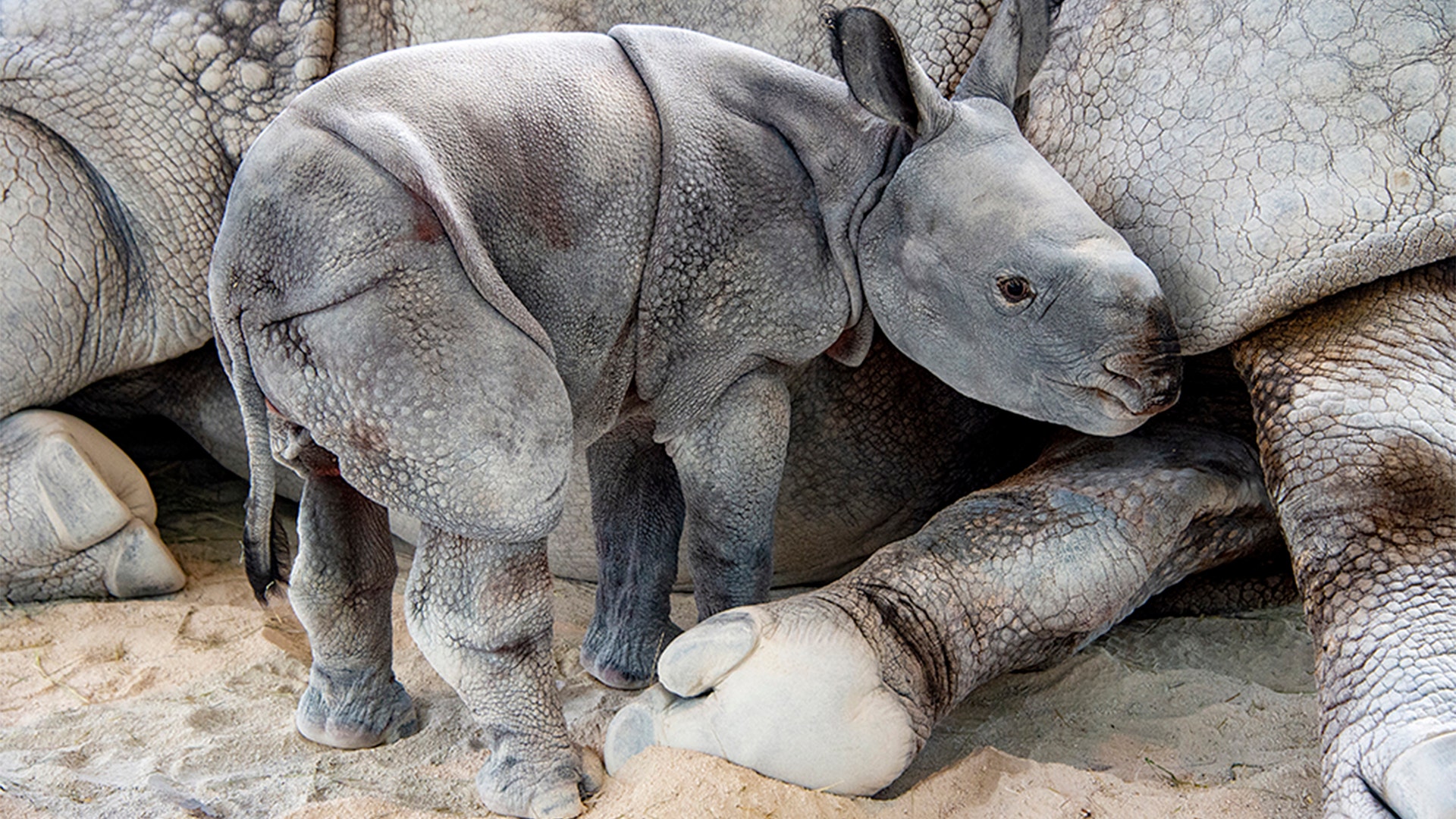 After an over 15-month pregnancy, “Akuti,” a 7-year-old Greater One Horned Indian Rhinoceros, gave birth as a result of induced ovulation and artificial insemination at Zoo Miami, April 23, 2019.