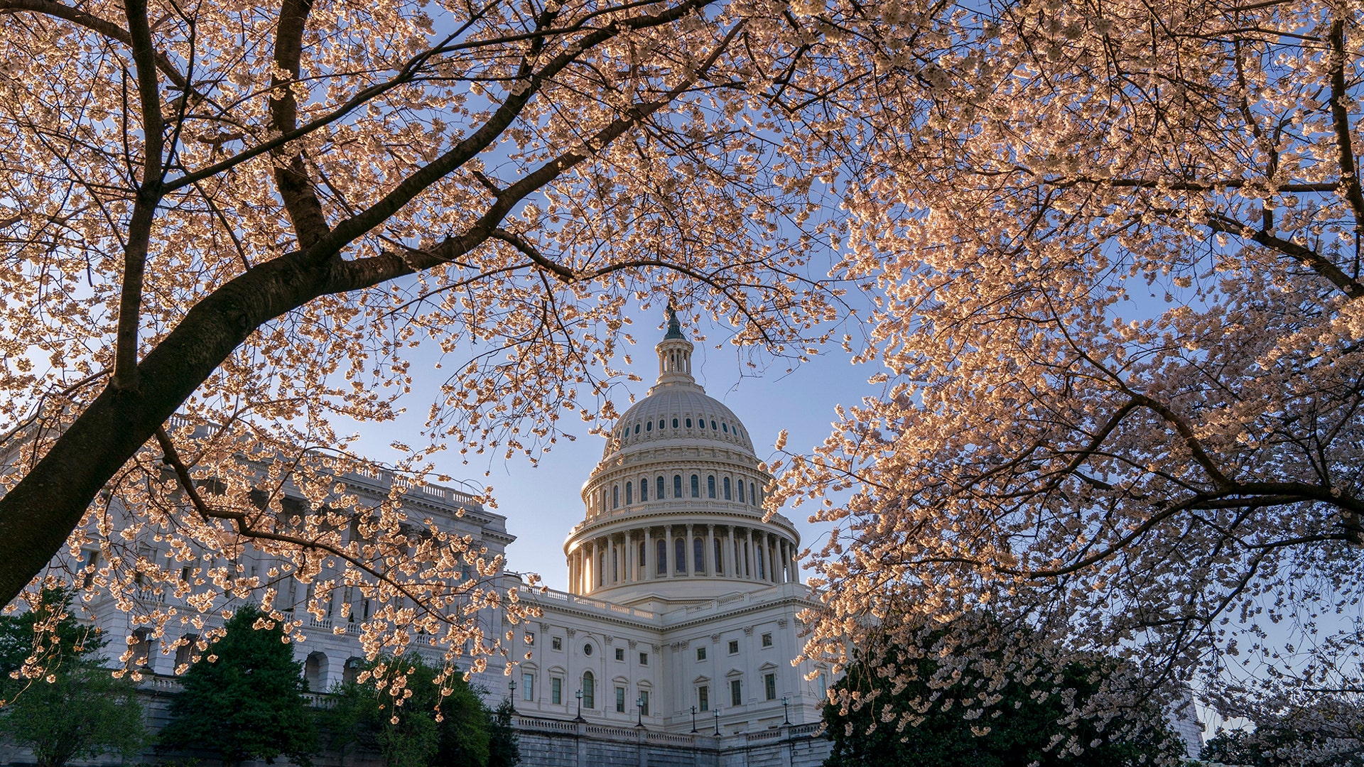The Capitol is framed amid blooming cherry trees in Washington, April 1, 2019. 