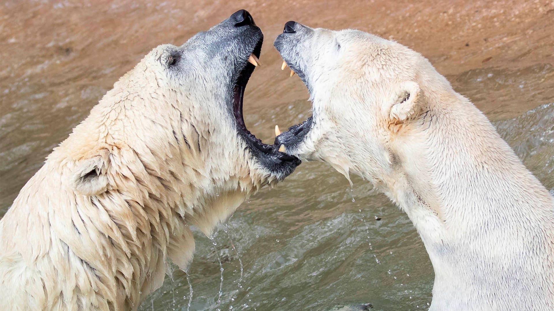 Polar bears Nanuq and Vera play in their enclosure at the Tierpark Zoo in Nuremberg, Germany, April 11, 2019.
