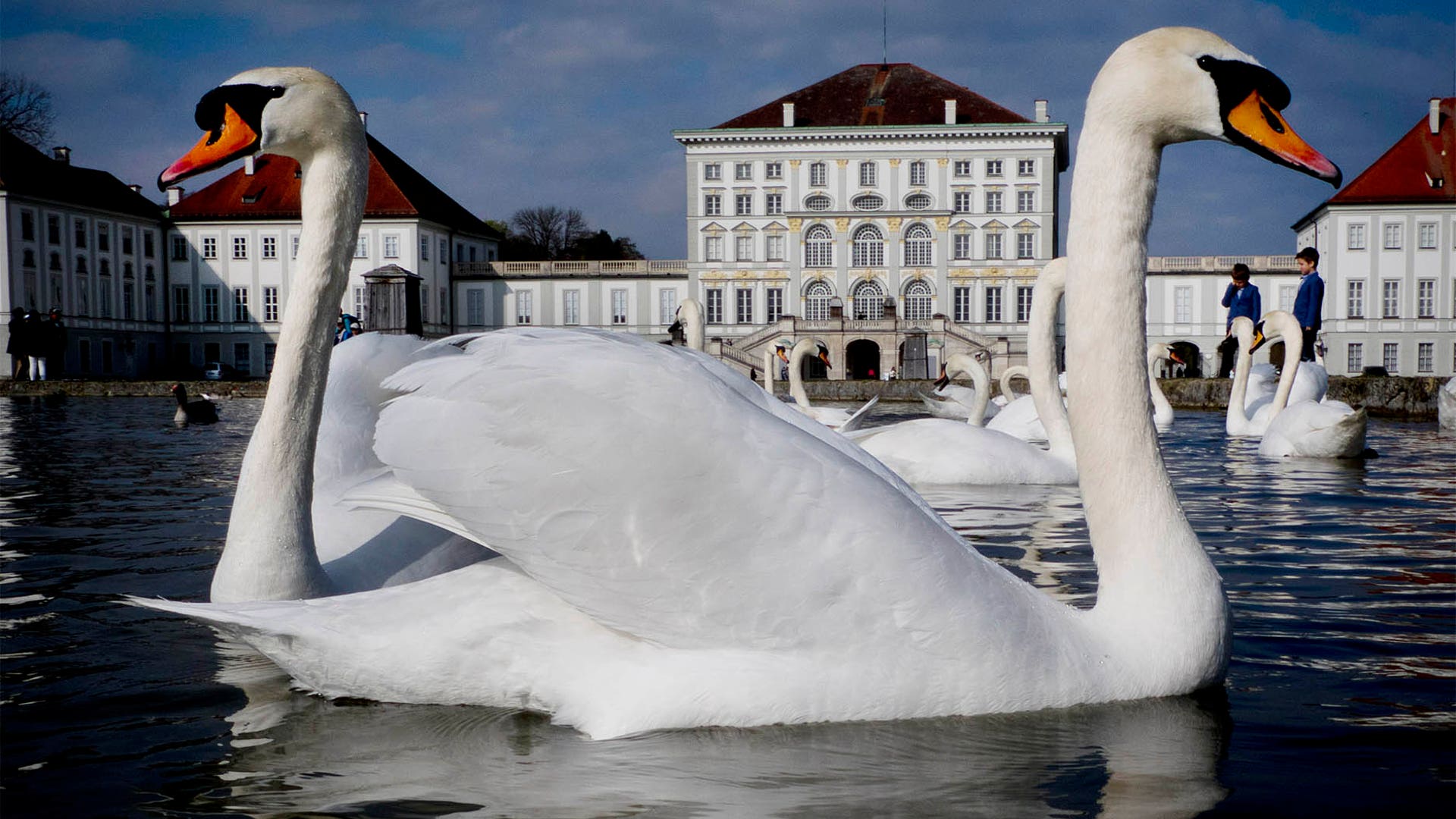 Swans glide over a small pond in front of the Nymphenburg Castle in Munich, April 7, 2019. 