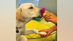 The Daily Spike: How to train your dog to like being groomed