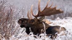 Teenage hunter fined almost $20,000 for illegal moose kill