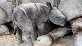 Rare rhino conceived by artificial insemination born at Florida zoo