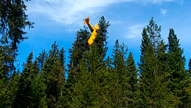 Pilot rescued from plane that crash-landed atop Idaho tree