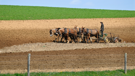 Lancaster County Amish population grows despite urban sprawl