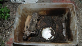 Bedridden Florida woman, multiple animals found living in squalor; caretaker arrested