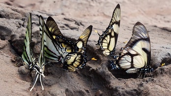 Butterflies drink tears straight out of turtles' eyes to survive in incredible footage
