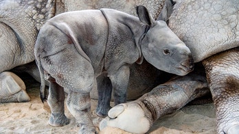 Rare rhino conceived by artificial insemination born at Florida zoo