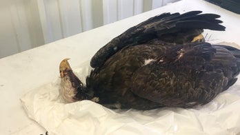 Authorities launch probe into who gunned down bald eagle in Arkansas