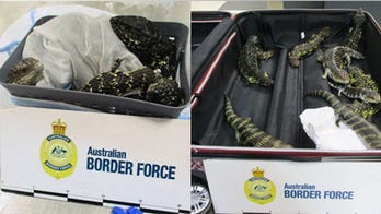 Woman caught smuggling 19 lizards through Melbourne airport