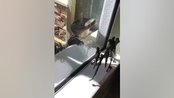 Alligator surprises Florida homeowner, scratches up windows and door: 'Not cool'