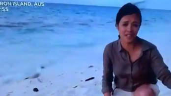 Seagull appears to snatch baby sea turtle during live BBC program