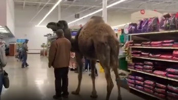 Man brings pet camel into PetSmart: 'Jeffrey really loved his little shopping expedition'
