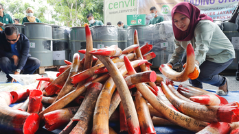 Malaysia destroys 4 tons of ivory tusks, products