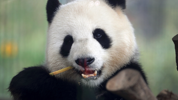 Danish queen to open new zoo enclosure for Chinese pandas