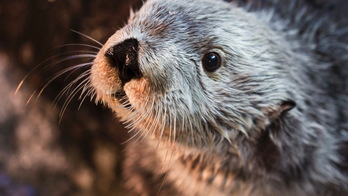 Oldest southern sea otter in captivity, Charlie, dies in California aquarium at 22