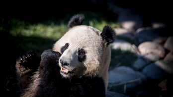 Danes rush to see pandas on loan from China