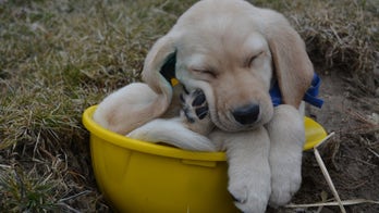 The Daily Spike: New Canine Companions Facility breaks ground in Ohio