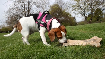 Pooch sniffs out prehistoric prize: Dog discovers 250,000-year-old woolly rhino bone