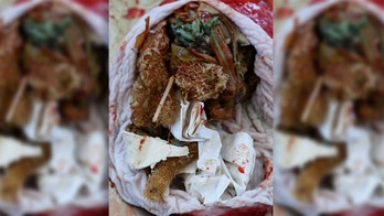 Dolphin discovered on Florida beach with bags of trash in belly, researchers say