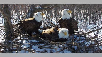 A bald eagle trio of two males and a female is successfully raising eaglets in Illinois