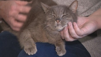 Texas family finds cat that vanished over 10 years ago