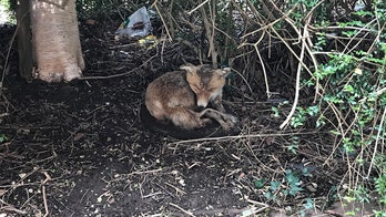 English animal rescuers jump to rescue of 'sick' fox that's actually taxidermied animal