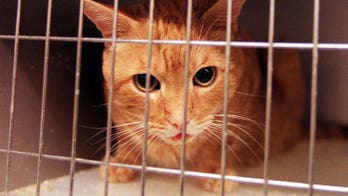 More than two dozen shelter cats mauled to death after pit bulls break out of cage