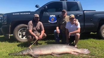 Huge alligator gar caught in Oklahoma lake by bow fisherman