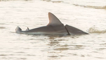 Shark wrapped in car belt rescued by Alabama fisherman, photos show
