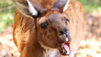 Bikini models filmed running from kangaroo during photo shoot gone wrong