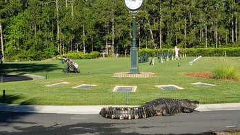 Huge alligator strolls across South Carolina golf course: He's 'running late for his tee time'