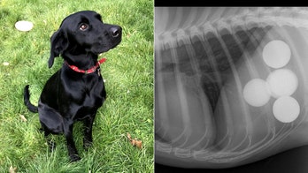 Dog has 5 golf balls removed from stomach after swallowing them on walks
