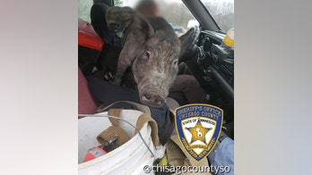 Minnesota deputy finds pig on driver's lap after report of swerving vehicle