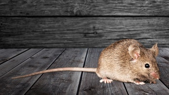 NASA scientists send mice into space to study effects of microgravity on humans