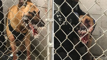Oregon K-9 officer stuck with more than 200 porcupine quills while pursuing suspect, police say