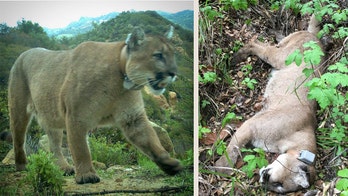 Mountain lion found dead in Santa Monica Mountains may have been poisoned, researchers say