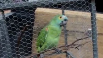 Brazilian police seize ‘super obedient’ parrot trained as lookout for drug dealers