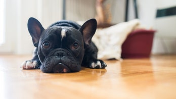 Prenups for pets, or 'pet-nups,' becoming increasingly common among couples