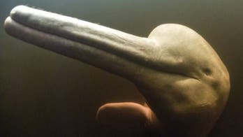 Rare footage of river dolphins helps scientists crack mystery of marine mammal communication
