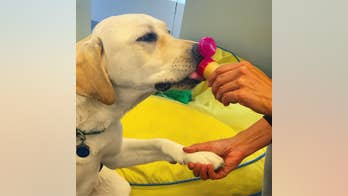 The Daily Spike: How to train your dog to like being groomed