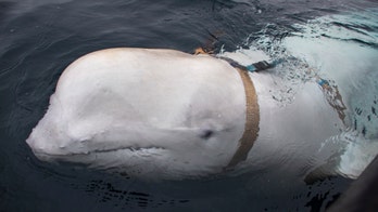 Whale with mysterious harness may be Russian military 'spy,' experts say
